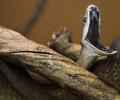 Самые ядовитые змеи в мире – ТОП-10