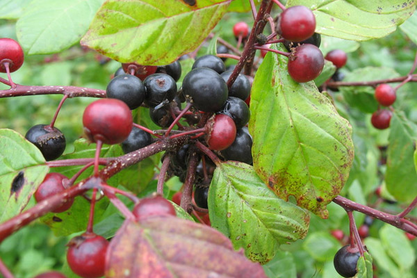 What Berries Grow In The Forest Edible And Inedible Berries Are Edible And Inedible In The Forest Description What Berries Grow In The Forest Edible And Inedible Berries Are Edible And Inedible In The Forest Description