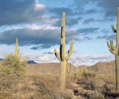 Giant saguaro cacti in the Sonoran Desert
