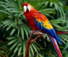 10 most colorful animals