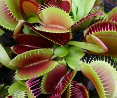 ТОП 35 най-необичайни и удивителни растения в света (Снимки и видео) + рецензии