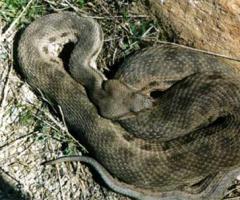 The largest snakes in the world – Top 10