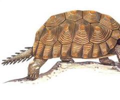 Топ 10 на най-големите костенурки в света