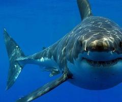 Най-голямата акула в света - снимка за спомен
