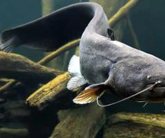 Топ 10 на най-големите риби в света (снимки и видео факти)