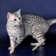 TOP 10 most expensive cat breeds in the world (10 photos)