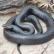 Топ 10 на най-дългите змии в света