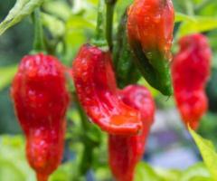 Top 10 hottest peppers