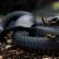 ТОП 10 на най-опасните змии в света, от които трябва да бягате, без да поглеждате назад!
